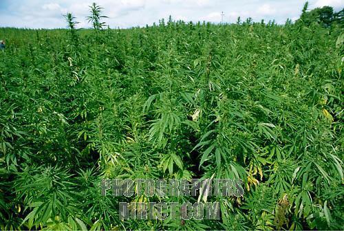 Cannabis sativa: ευδοκιμεί σε