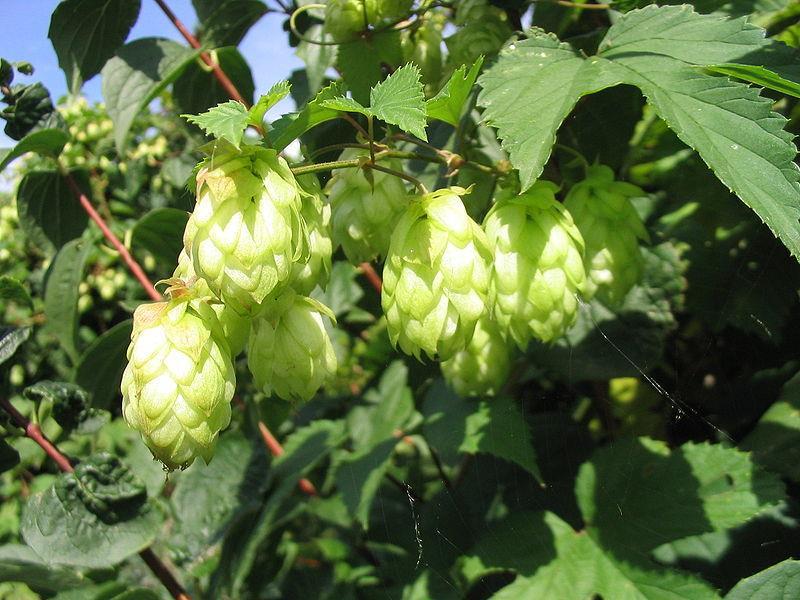 Humulus lupulus Cannabaceae (Λυκίσκος) Οι ταξιανθίες του φυτού περιέχουν ελαιορητίνη ευδοκιμεί σε