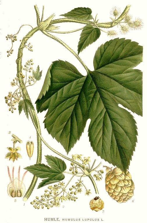 Humulus