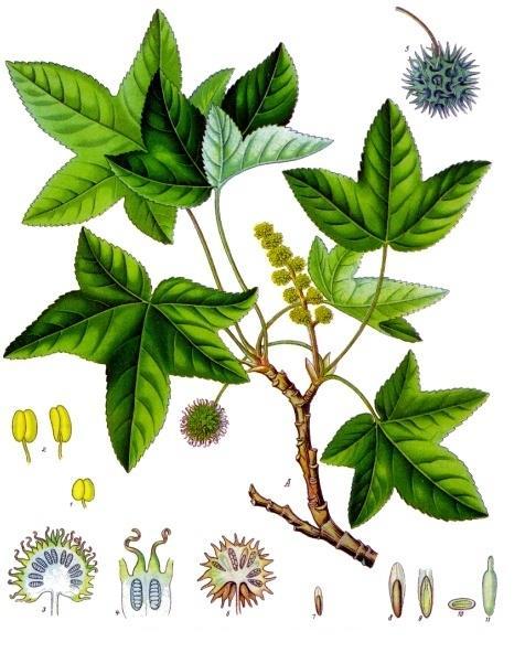 Liquidambar orientalis Hamamelidaceae (στόραξ) Αντισηπτική και επουλωτική δράση Το κιναμμωμικό
