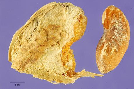 balsamum var.