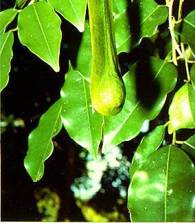 pereire Fabaceae (Βάλσαμο