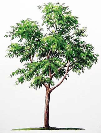 Styrax