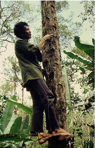Styracaceae