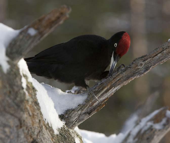 δρυοκολάπτης) Picus canus