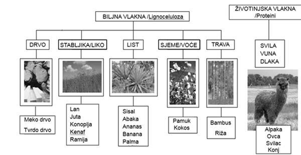 se nazivaju zeleni kompoziti BIOKOMPOZITI PRIRODNA VLAKNA Biljnog podrijetla: Ø vlakna (drva, trave, slame itd.