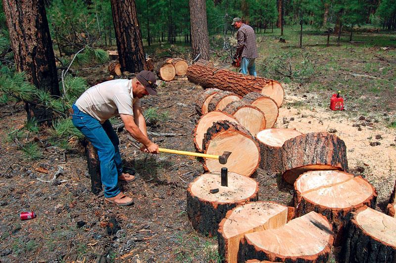 Δυσγενική επιλογή Η συνεχής απομάκρυνση άριστων φαινοτύπων από το γενετικό απόθεμα του δάσους Με βάση τους σκοπούς της δασικής παραγωγής, υλοτομούνται τα πιο μεγάλα και ευθυτενή δέντρα Αυτό συμβαίνει