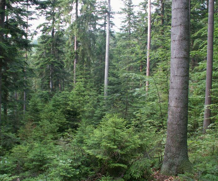 Προστασία in situ Το δάσος Smolnicka huta στη Σλοβακία λειτουργεί ως περιοχή προστασίας in