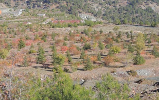 Προστασία γενετικών πόρων δασικών ειδών στην Κύπρο