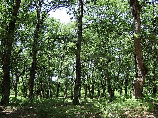 Αναπαραγωγικό σύστημα και ροή γονιδίων Μειωμένη ροή γονιδίων μέσα σε μια συστάδα, οδηγεί σε γονιμοποίηση μεταξύ συγγενών ατόμων Διαμορφώνει οικογενειακές δομές ειδικά σε βαρύσπορα είδη Μειώνει τον