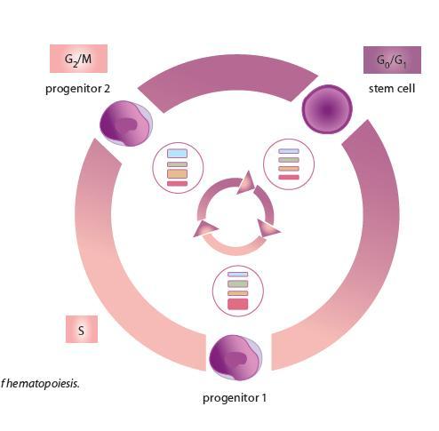Ρυθμιστές (αναστολείς) του κυτταρικού κύκλου (p15, p21, p27) επιδρούν στα συμπλέγματα κυκλινών/ κυκλινοεξαρτώμενων κινασών, των αιμοποιητικών κυττάρων και κατευθύνουν την εξέλιξή τους προς ηρεμία ή