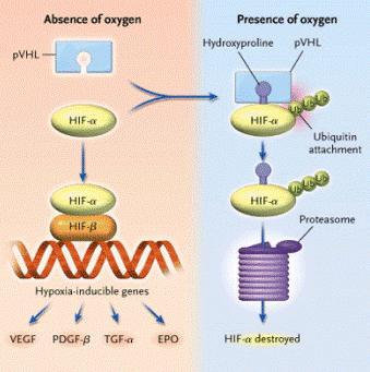 Ρύθμιση του HIF από την πρωτεΐνη του γονιδίου von Hippel Lindau (pvhl).