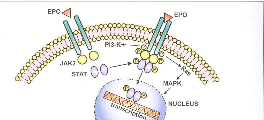 Υποδοχέας Εpο Ο υποδοχέας της Εpo ανήκει στη μεγάλη οικογένεια των υποδοχέων κυτταροκινών.