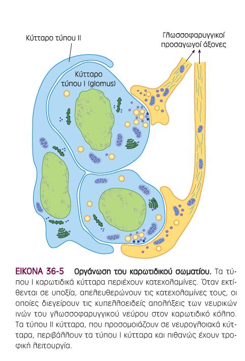 Κάθε καρωτιδικό και αορτικό σωμάτιο περιέχει νησίδες δύο κυτταρικών τύπων, κύτταρα τύπου Ι και τύπου ΙΙ, περιβαλλόμενα από κολποειδή τριχοειδή.