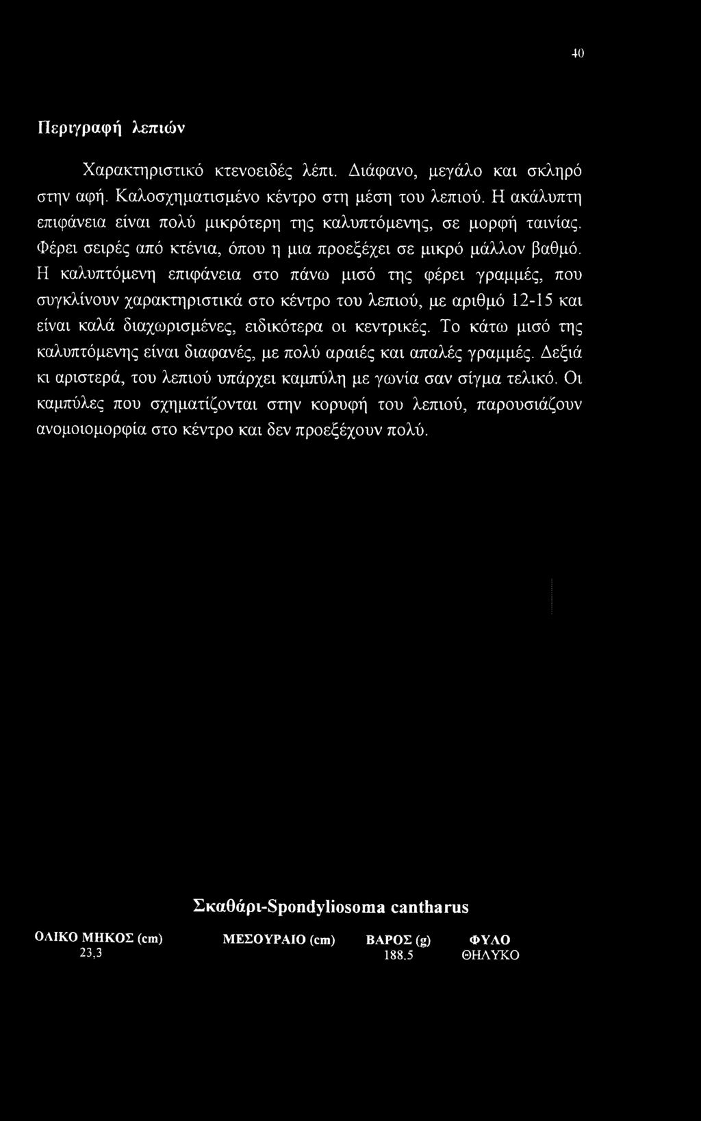 Η καλυπτόμενη επιφάνεια στο πάνω μισό της φέρει γραμμές, που συγκλίνουν χαρακτηριστικά στο κέντρο του λεπιού, με αριθμό 12-15 και είναι καλά διαχωρισμένες, ειδικότερα οι κεντρικές.