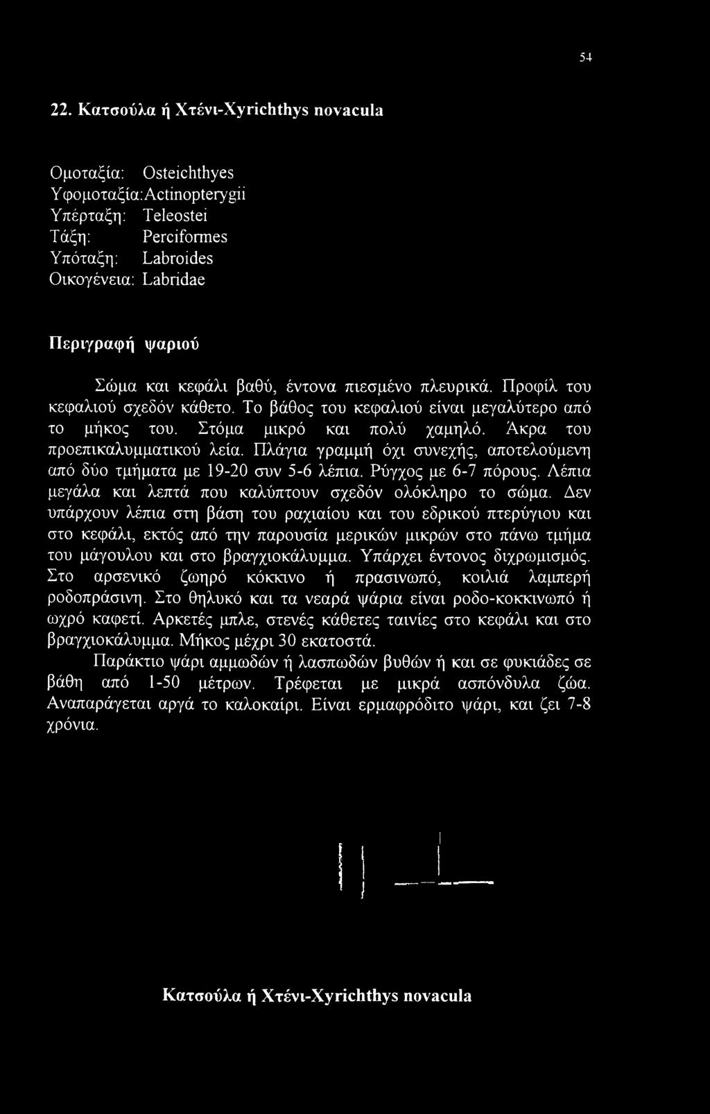 βαθύ, έντονα πιεσμένο πλευρικά. Προφίλ του κεφαλιού σχεδόν κάθετο. Το βάθος του κεφαλιού είναι μεγαλύτερο από το μήκος του. Στόμα μικρό και πολύ χαμηλό. Άκρα του προεπικαλυμματικού λεία.