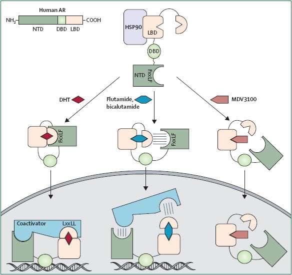 Ενζαλουταμίδη και μηχανισμός δράσης o o Androgen Receptor Signaling Inhibitor (ARSI) Η Ενζαλουταμίδη καθυστερεί την ανάπτυξη και προκαλεί κυτταρικό θάνατο σε προχωρημένους καρκίνους: o