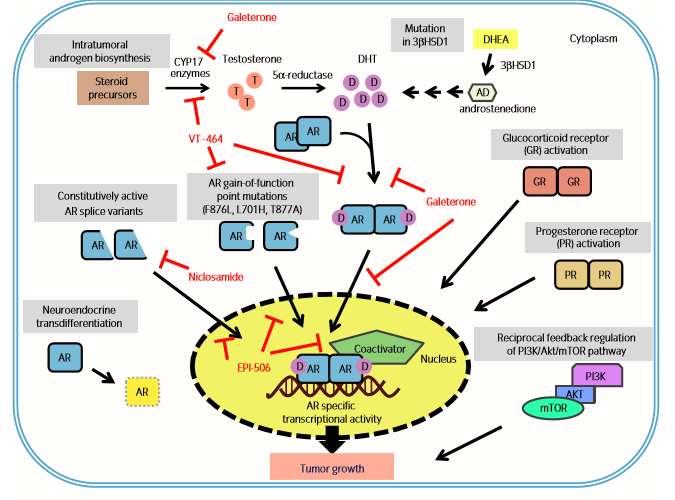 Resistance AA- Enzalutamide D4A Sequencing of AR therapies