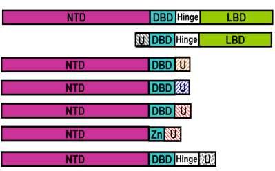 AR splice variants (ARv) AR-FL AR-45 AR-V7 AR-V1 AR-V4 AR-V3 AR-V567 AR-FL: Full-Length Androgen Receptor NTD: N-Terminal Domain DBD: DNA-Binding Domain LBD: Ligand-Binding Domain U: Unique N- or