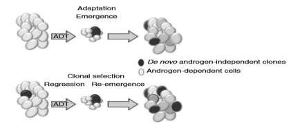 Neuroendocrine differentiation Distinct morphological features in CTCs Clusters Low or absent AR expression Less keratin expression Smaller in size Small nucleus