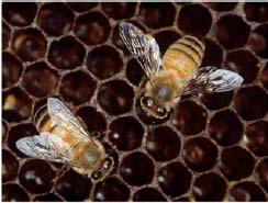 Modelul roiului de albine Artificial Bee Colony (ABC) [Karaboga, 2005] http://mf.erciyes.edu.tr/abc/links.