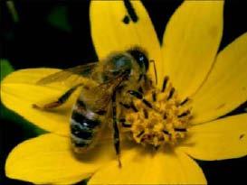 Modelul roiului de albine Albine lucratoare (employed foragers) Sunt asociate unei surse de hrana (miere) pe care o exploatează Poseda informatie privind calitatea sursei de hrana (pe care o transmit