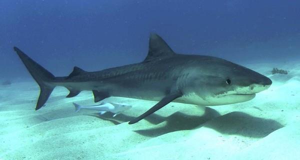 Χάρης Μουσουράκης Ο καρχαρίας τίγρης είναι ένας καρχαρίας της οικογένειας των καρχαρινίδων. Το κύριο χαρακτηριστικό του είναι οι σκούρες ραβδώσεις στο σώμα του.