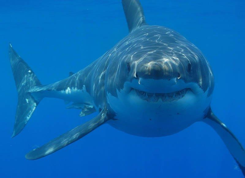 Λευκός καρχαρίας Ο λευκός καρχαρίας είναι ένας εξαιρετικά μεγάλος καρχαρίας που βρίσκεται στα παράκτια νερά κοντά στην επιφάνεια σε