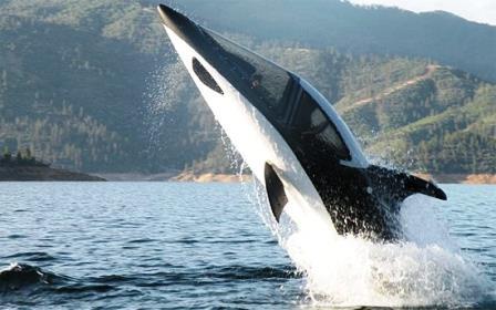 ΟΡΚΑ Η όρκα ή όρκη που αναφέρεται κοινώς ως φάλαινα-δολοφόνος και σπανιότερα ως μαύρο ψάρι, είναι οδοντοφόρα φάλαινα που ανήκει στην οικογένεια «Δελφινίδες».