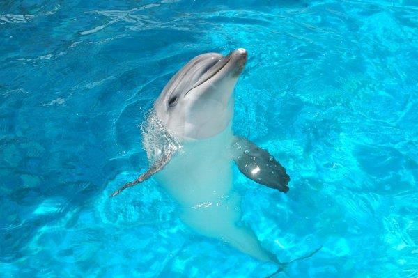 Δελφίνι Τα δελφίνια είναι θαλάσσια θηλαστικά, που ανήκουν στην ίδια οικογένεια με τις φάλαινες.