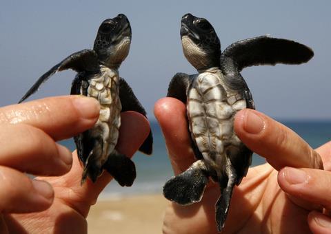 Η χελώνα καρέτα καρέτα είναι ένα είδος θαλάσσιας χελώνας με παγκόσμια κατανομή. Ανήκει στην οικογένεια των χελωνοειδών.