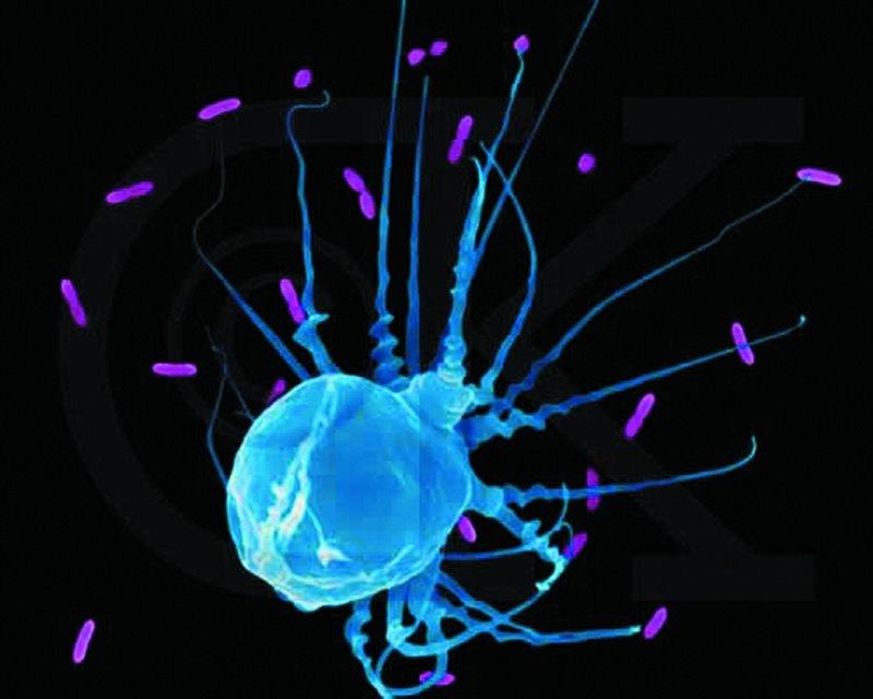 CARACTERISTICILE BIOPROCESELOR PARTICULARITATI 2.