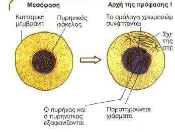 Μειωτική