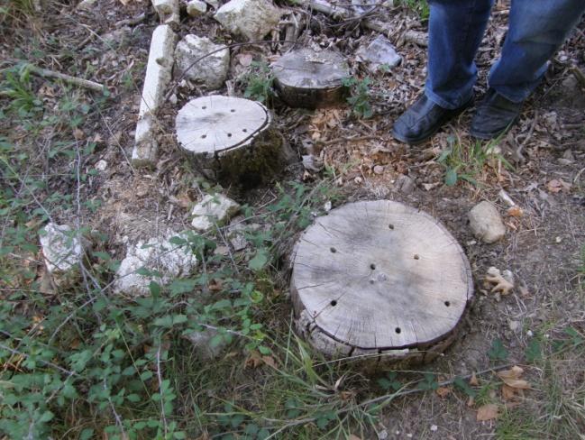 : Detection and control measures for the prevention of further spread of the Ceratocystisplataniin selected regions by Ioannina Forestry Service.