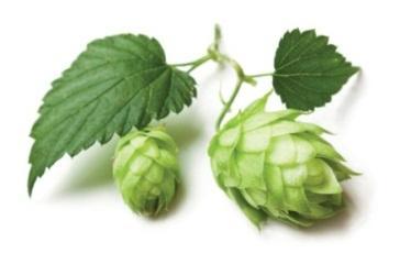 Λυκύςκοσ Humulus lupulus L. Ο Λυκίςκοσ εύναι καρπόσ που προϋρχεται από το φυτό Λυκύςκοσ το ζυθοβότανο (Humulus lupulus). Ανόκει ςτην οικογϋνεια των κανναβινοειδών.