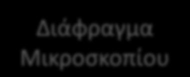 καλύκων