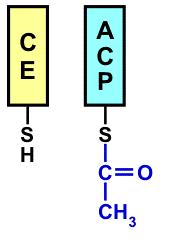 RR sintezės etapai Acetil o grupės pernaša nuo KoA ant APB Acetil-S-KoA + APB-SH