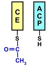 Acetil o grupės pernaša nuo APB - riebalų rūgščių sintazės fermentinio komplekso ketoacilsintazės subvieneto SH