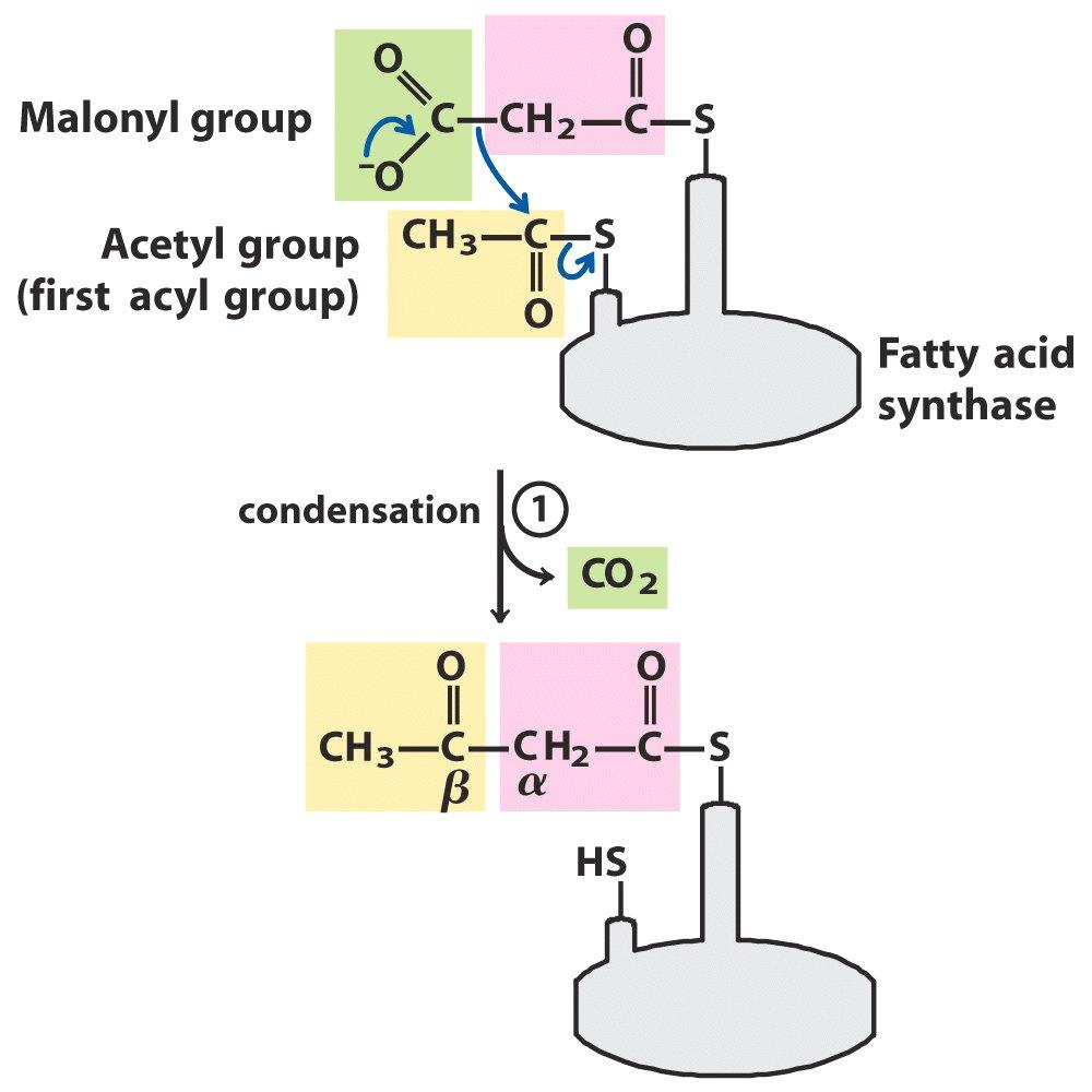 1. Kondensacija malonil Malonil-S-APB + Acetil-S-Ketoacilsintazė
