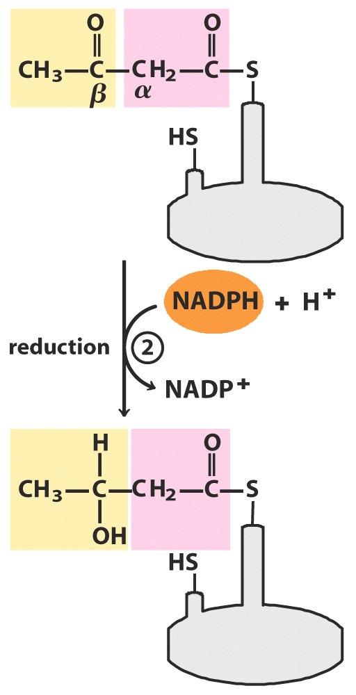 2. Redukcija β-ketoacil(acetoacetil)-apb Ketoacil(acetoacetil)-S-APB + NADPH + H +