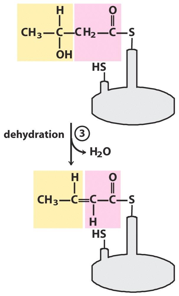 3. Dehidratacija β-hidroksiacil-apb β-hidroksiacil(hidroksibutiril)-s-apb