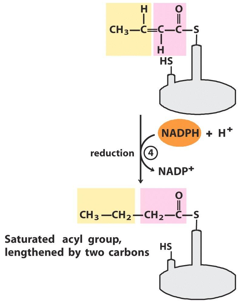 4. Redukcija Trans-enoil-APB β-hidroksiacil(hidroksibutiril)-s-apb +