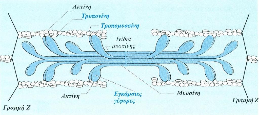 24 ii) iii) iv) ενεργές θέσεις και αντιστοιχούν στα σημεία όπου οι κεφαλές της μυοσίνης συνδέονται με την ακτίνη. Τροπομυοσίνη.
