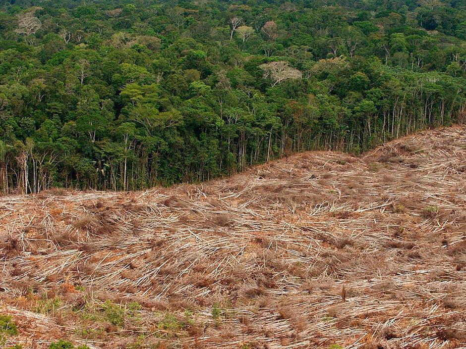 Σήμερα : Περίπου 1.6 δις άνθρωποι εξαρτώνται για την διαβίωσή τους από τα δάση.