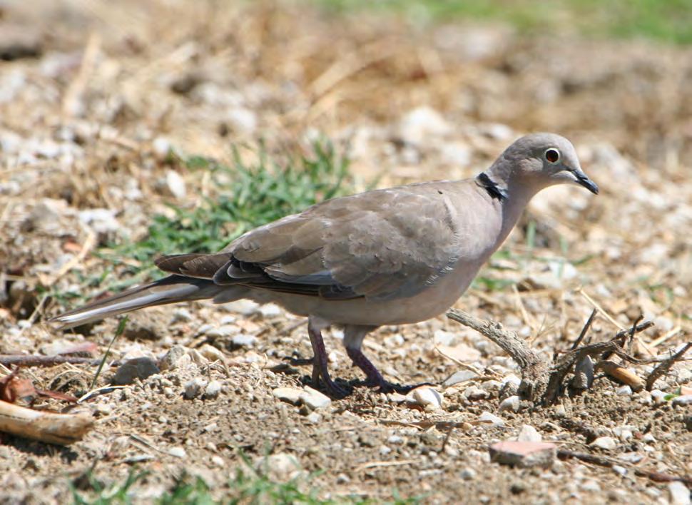 Τάξη: Columbiformes (Περιστερόµορφα) Οικογένεια: Columbidae (Περιστέρια) Είδος: Streptopelia decaocto ( εκοχτούρα) Γνωρίσµατα: Η οµοιόµορφα τεφροκαστανή ράχη, το τεφρορόδινο στήθος και η µονή µαύρη