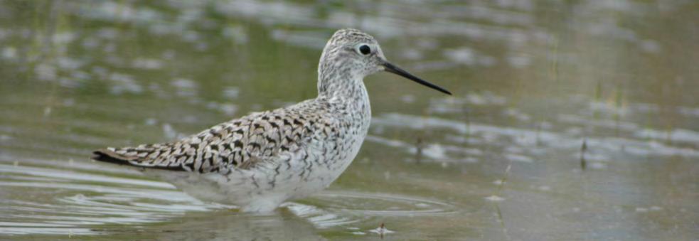 Τάξη: Charadriiformes (Χαραδριόµορφα) Οικογένεια: Scolopacidae (Σκολόπακες) Είδος: Tringa stagnatilis (Βαλτότρυγγας) Γνωρίσµατα: Με µέγεθος λίγο µεγαλύτερο από το Λασπότρυγγα (22-25εκ.