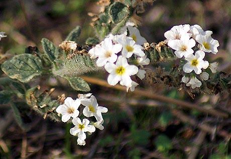 Boraginaceae