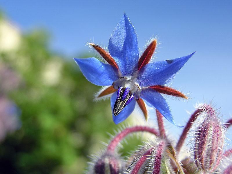 Borago officinalis,