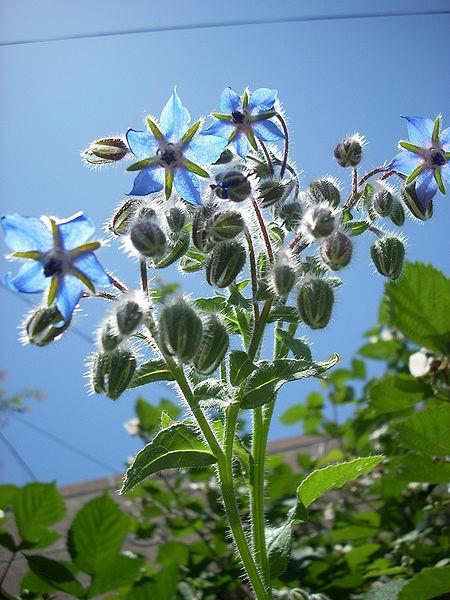 Borago officinalis Boraginaceae Τα φύλλα περιέχουν αλκαλοειδή Τα σπέρματα περιέχουν >40% GLA (gamma-linolenic acid) ακόρεστο λιπαρό οξύ Με