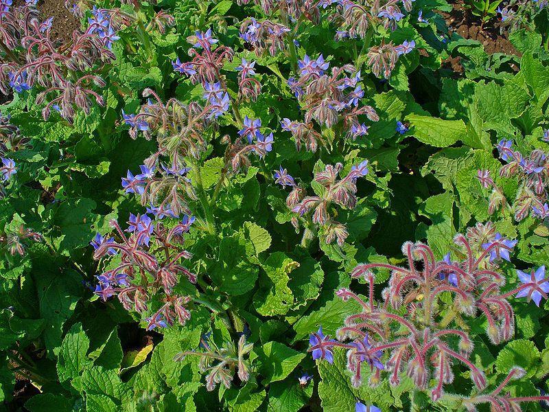 Borago officinalis Boraginaceae Τα φύλλα